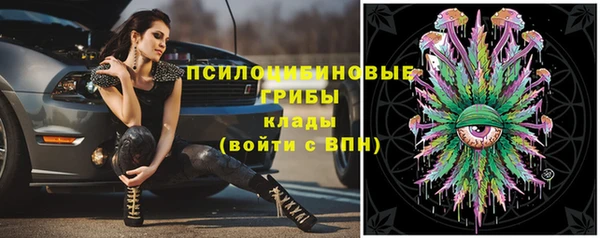 стаф Медногорск